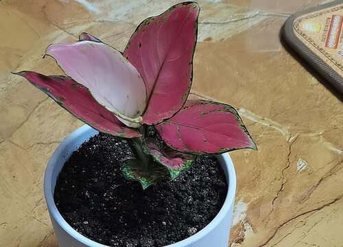 如意皇后水培好还是土培好