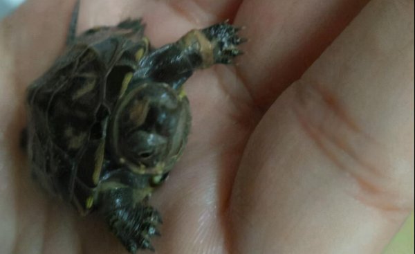 乌龟腐皮怎么办