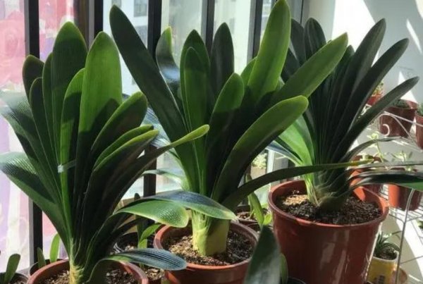 君子兰怎样换盆换土