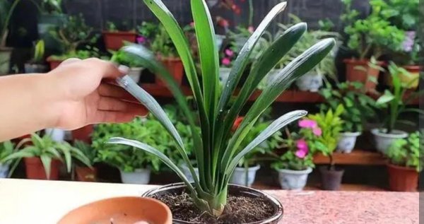 君子兰怎样换盆换土