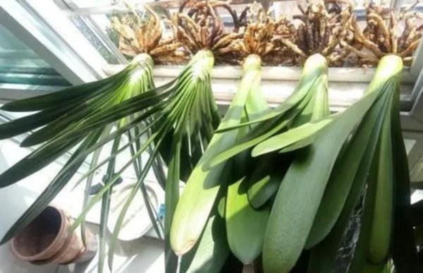 君子兰怎样换盆换土