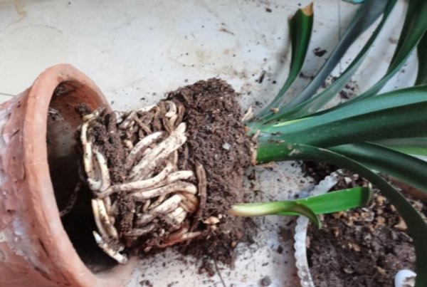 君子兰怎样换盆换土