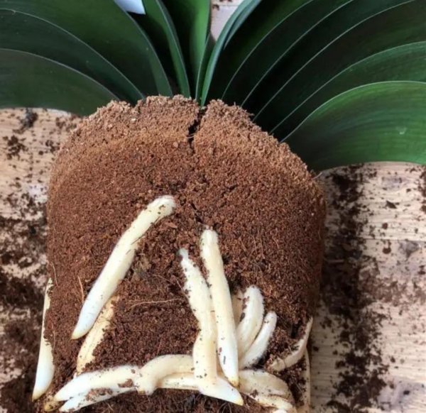 君子兰怎样换盆换土