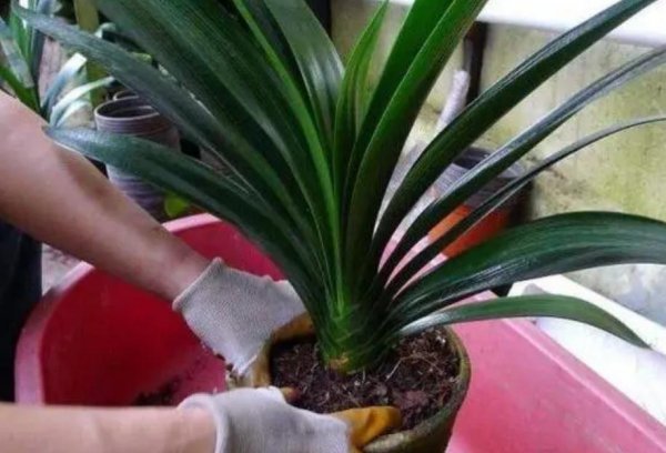 君子兰怎样换盆换土