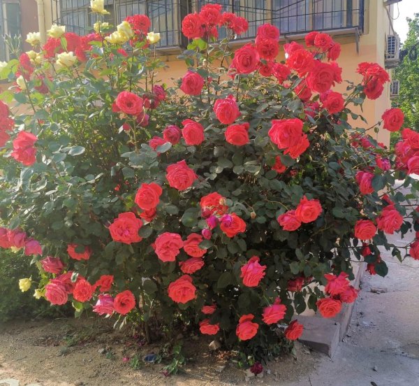 绯扇月季有哪些特点和优点