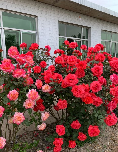 绯扇月季有哪些特点和优点