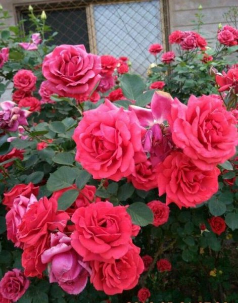 绯扇月季有哪些特点和优点