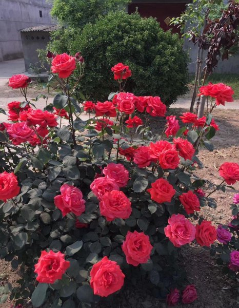 绯扇月季有哪些特点和优点