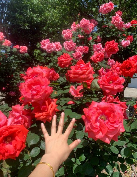 绯扇月季有哪些特点和优点