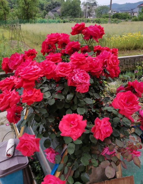 绯扇月季有哪些特点和优点