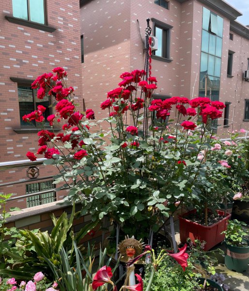 绯扇月季有哪些特点和优点