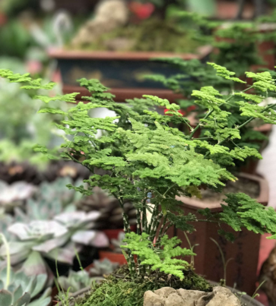 云竹叶子发黄怎么处理小妙招