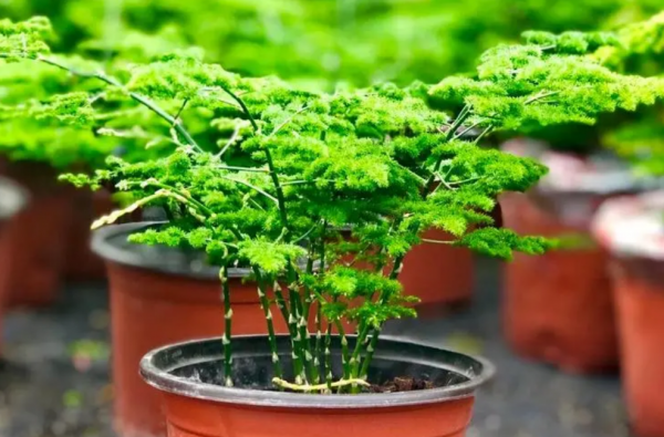 云竹叶子发黄怎么处理小妙招