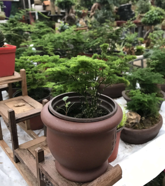 云竹叶子发黄怎么处理小妙招