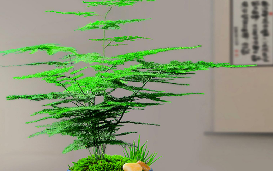 云竹叶子发黄怎么处理小妙招