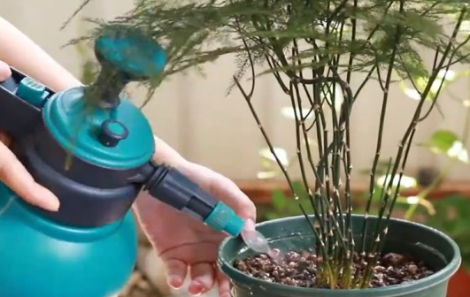 云竹叶子发黄怎么处理小妙招