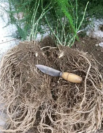 云竹叶子发黄怎么处理小妙招