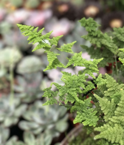 云竹叶子发黄怎么处理小妙招