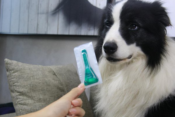 狗有跳蚤怎么办能除根