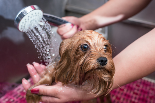 狗有跳蚤怎么办能除根