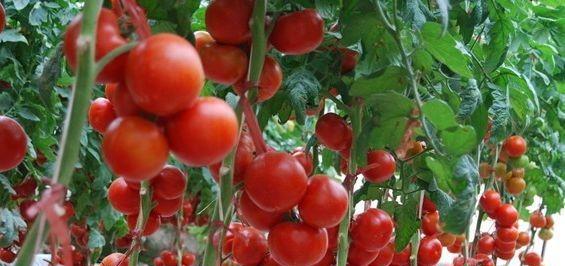 冬季大棚番茄如何浇水施肥