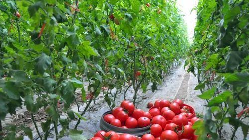 冬季大棚番茄如何浇水施肥