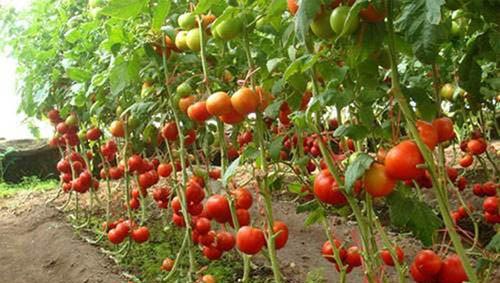 冬季大棚番茄如何浇水施肥