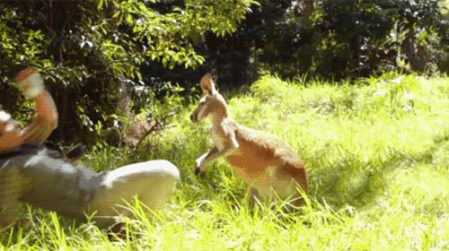 袋鼠是哪个国家的国宝动物