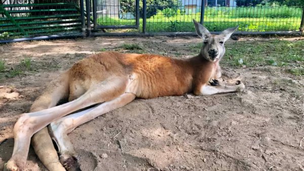 袋鼠是哪个国家的国宝动物