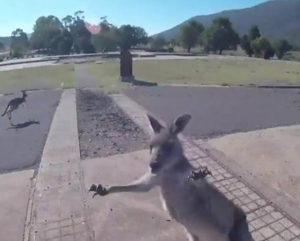 袋鼠是哪个国家的国宝动物