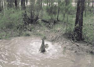 袋鼠是哪个国家的国宝动物