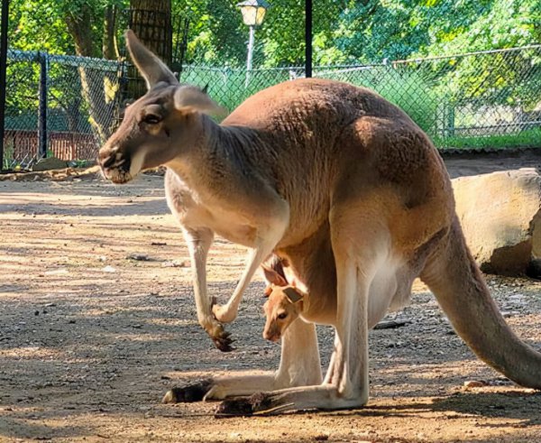 袋鼠是哪个国家的国宝动物