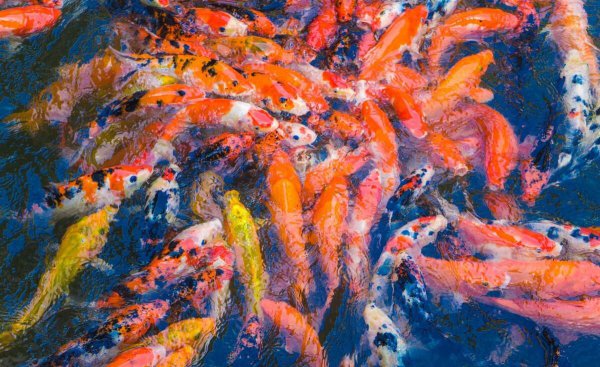 家庭人工养鱼池塘怎么建