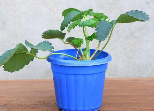 草莓叶梗发红是怎么回事