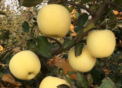 明月苹果品种介绍