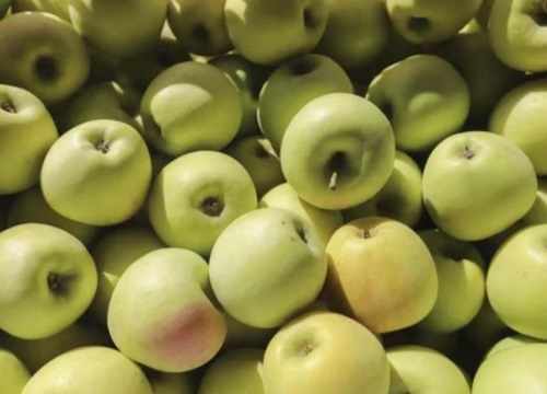 明月苹果品种介绍