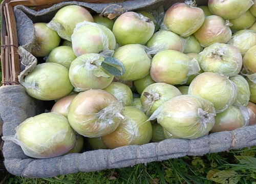 明月苹果品种介绍