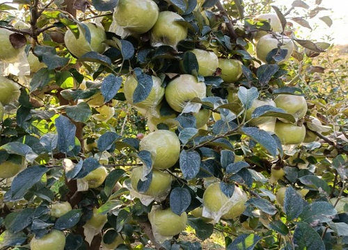 明月苹果品种介绍