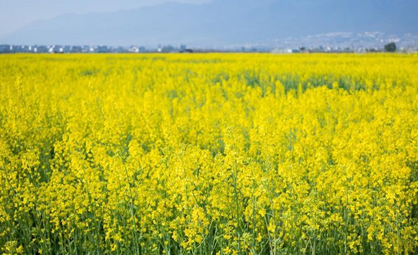 油菜花是什么季节开的