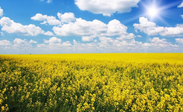 油菜花是什么季节开的