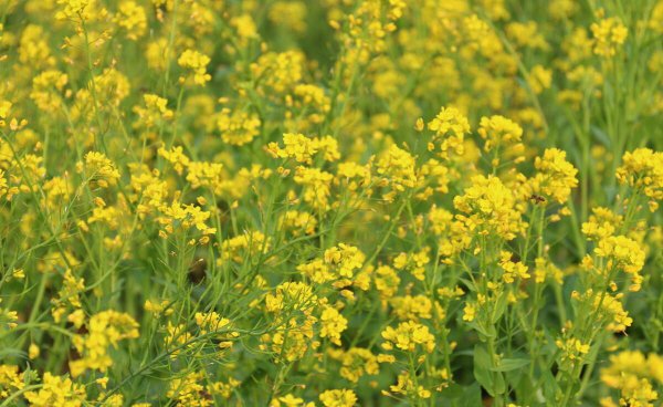 油菜花是什么季节开的