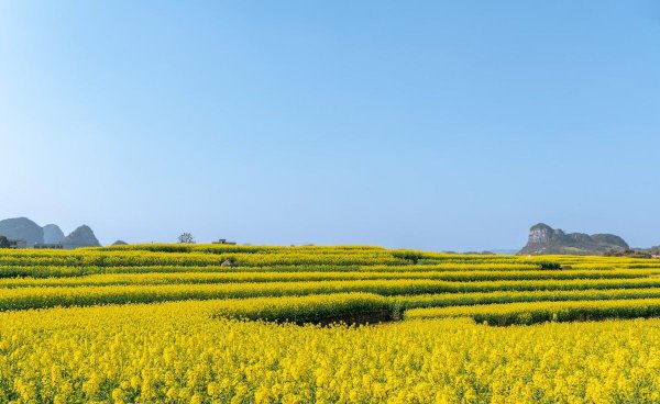 油菜花是什么季节开的