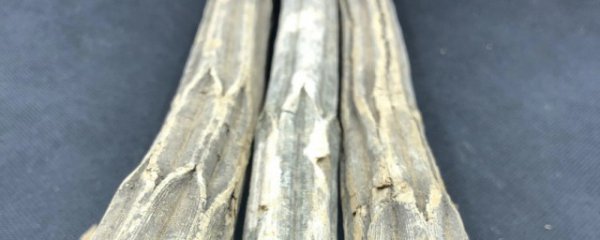 降龙木如何镇宅