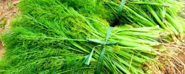 茴香有什么功效