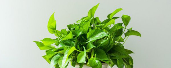 室内绿萝怎么养