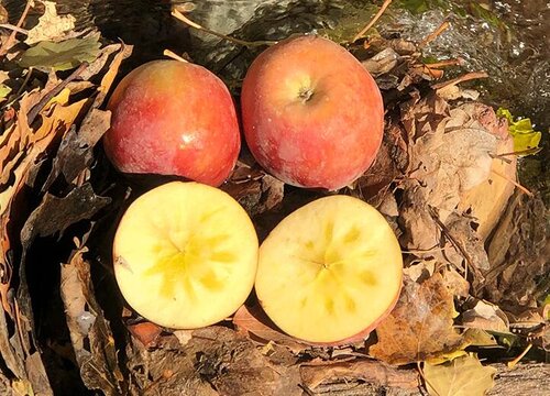 仓鼠可以吃苹果吗