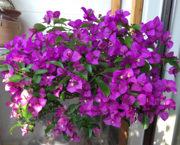 三角梅品种介绍及图片