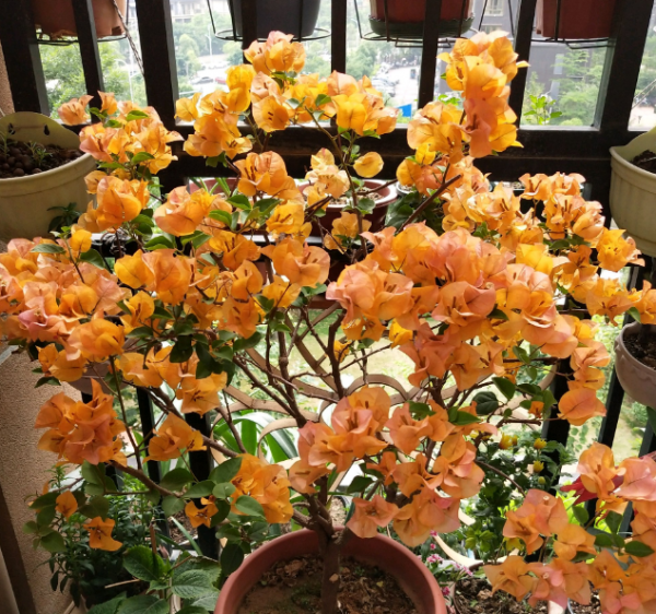 三角梅品种介绍及图片