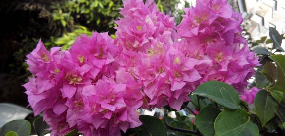 三角梅品种介绍及图片