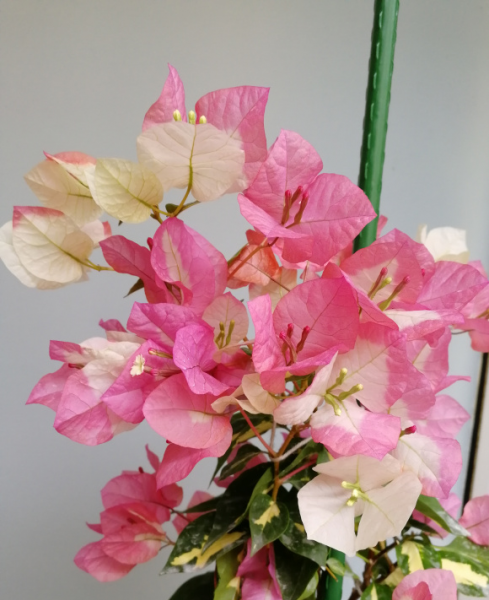 三角梅品种介绍及图片